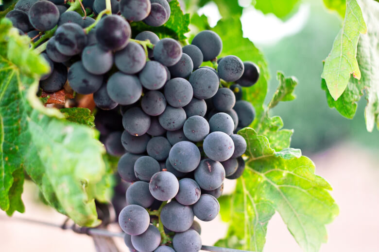 Grappe de raisin noir